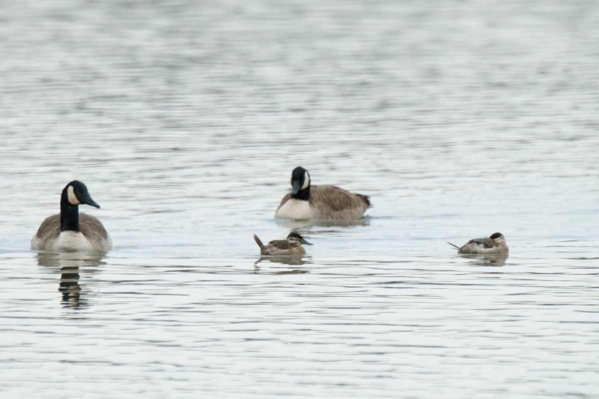 Ruddy Duck - ML306801501