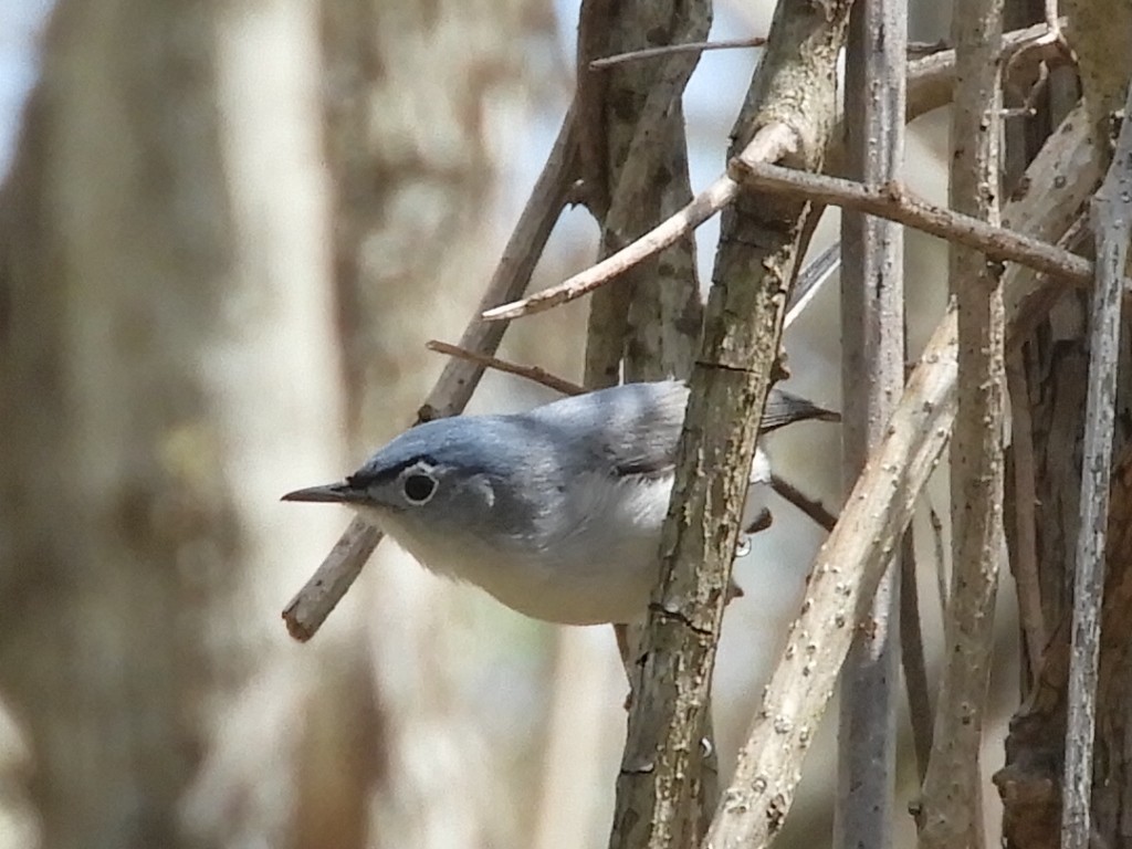 Blue-gray Gnatcatcher - Louise Sianni