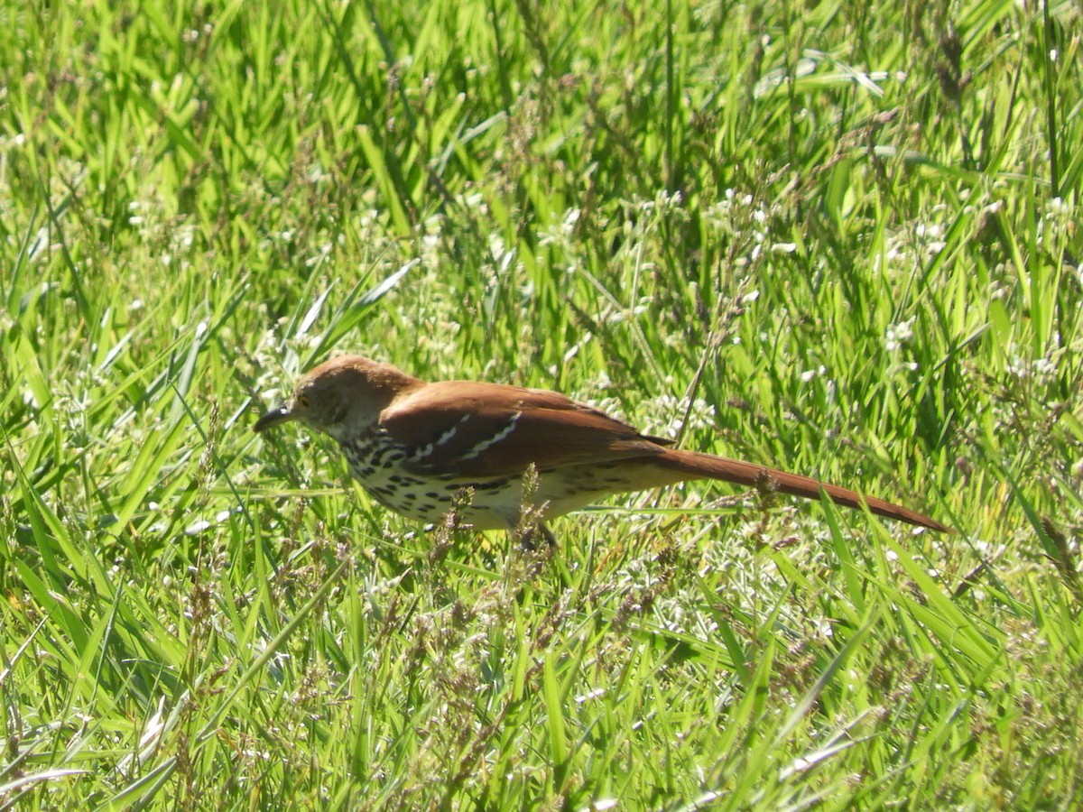 Brown Thrasher - ML306801721