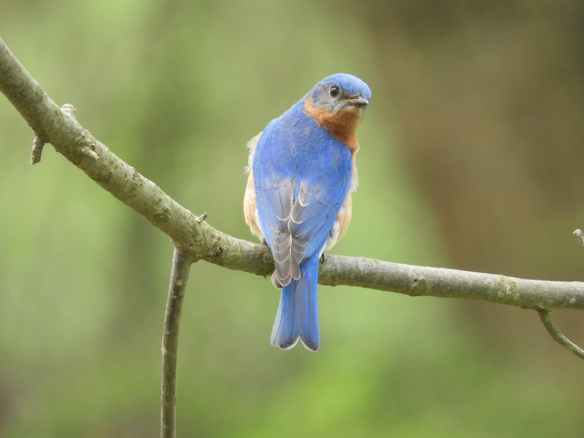 Eastern Bluebird - Louise Sianni