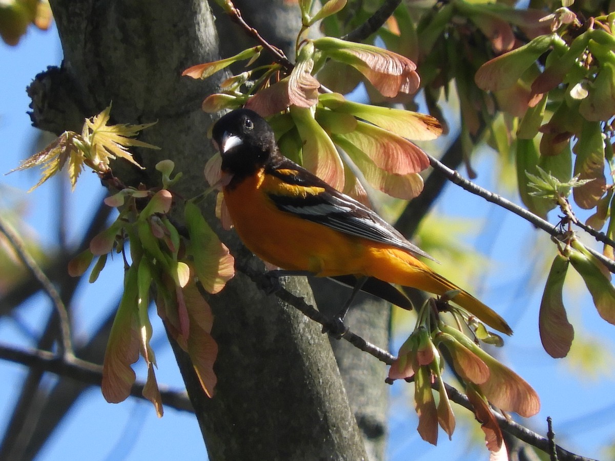 Baltimore Oriole - Louise Sianni