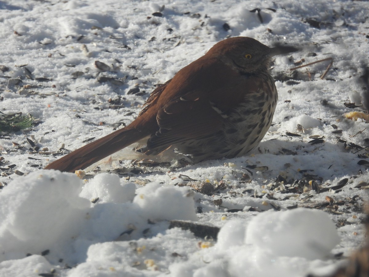 Brown Thrasher - ML306802861