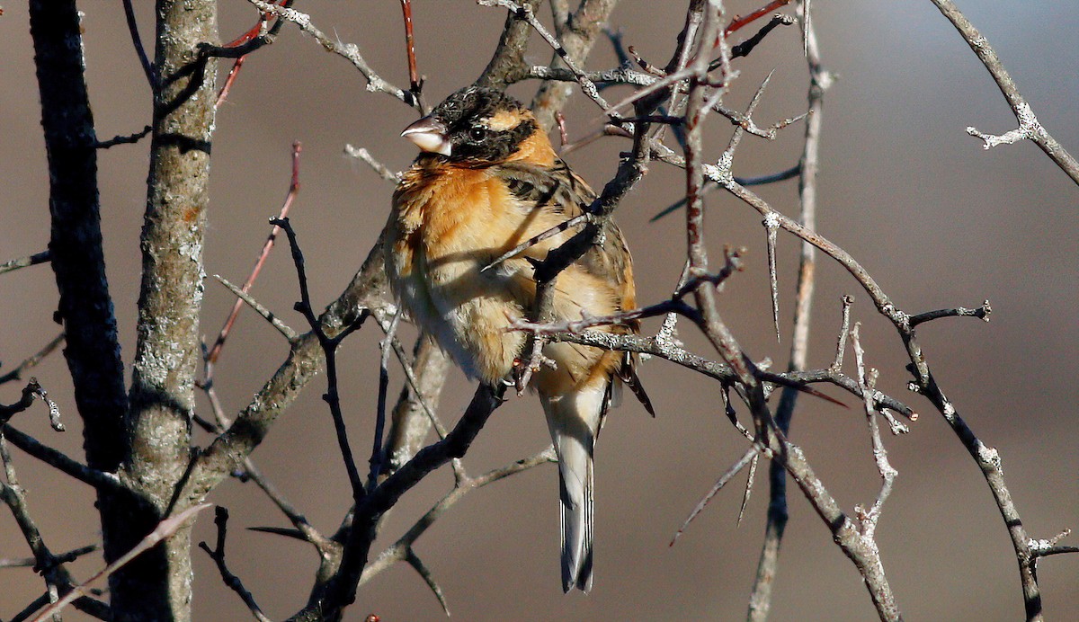 Black-headed Grosbeak - ML306803321