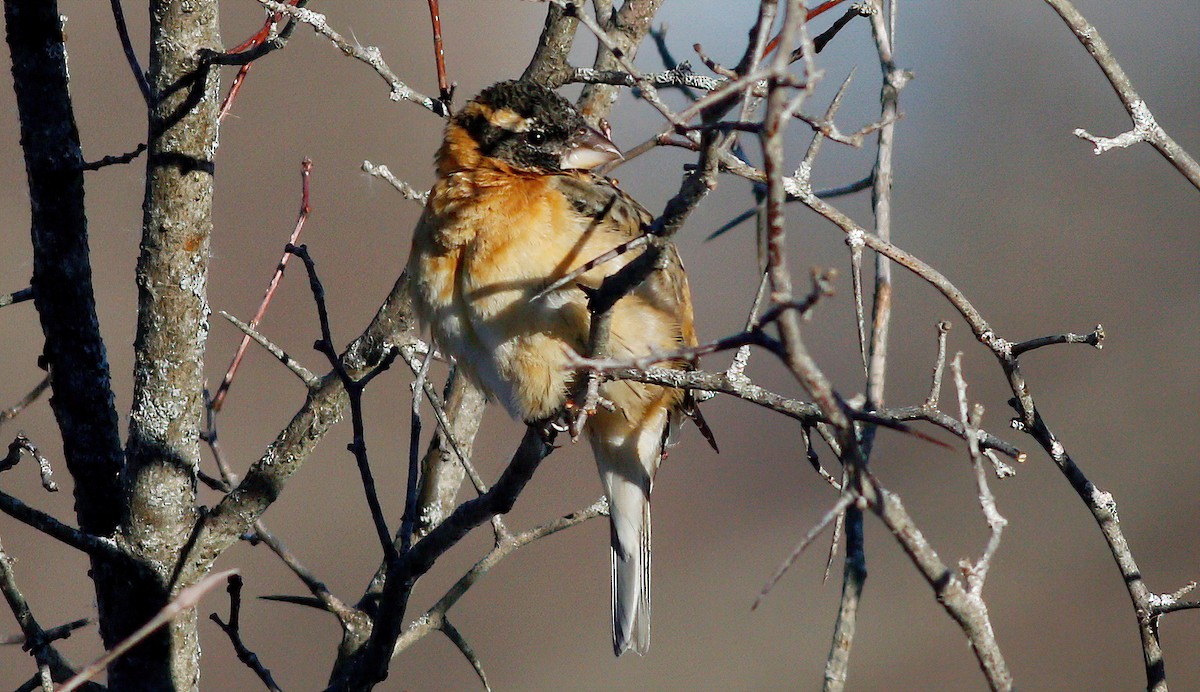 Black-headed Grosbeak - ML306803381