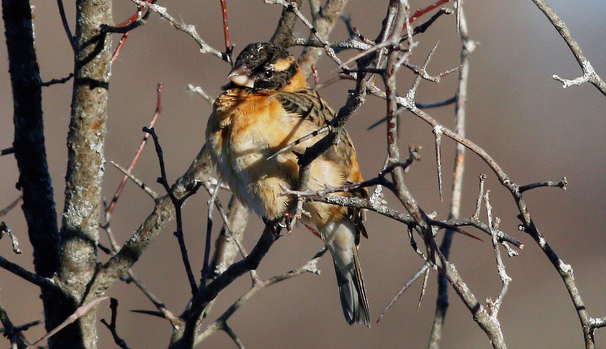Black-headed Grosbeak - ML306803451