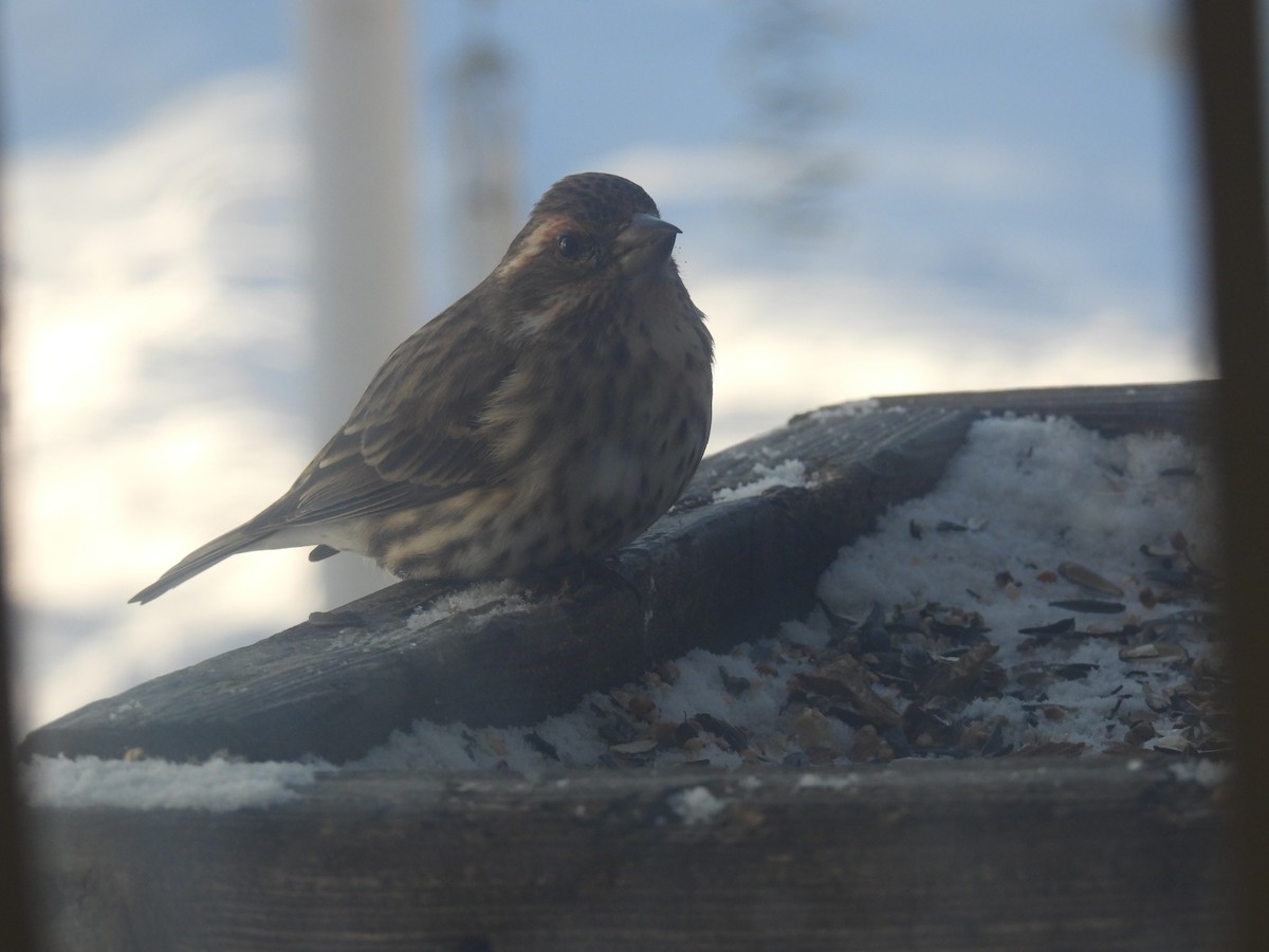 Purple Finch - ML306804011