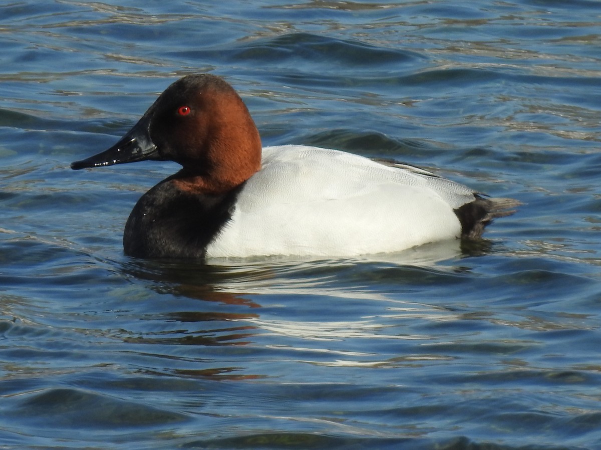 Canvasback - James Bolte