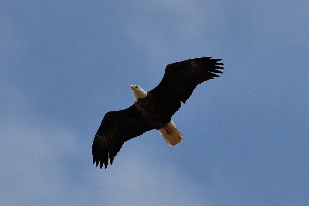 Bald Eagle - ML306804801