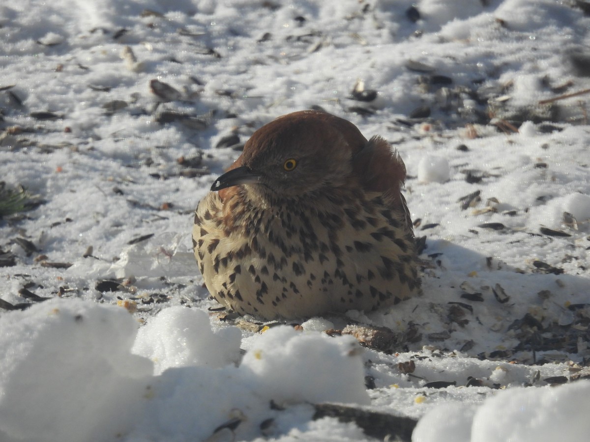 Brown Thrasher - ML306805621