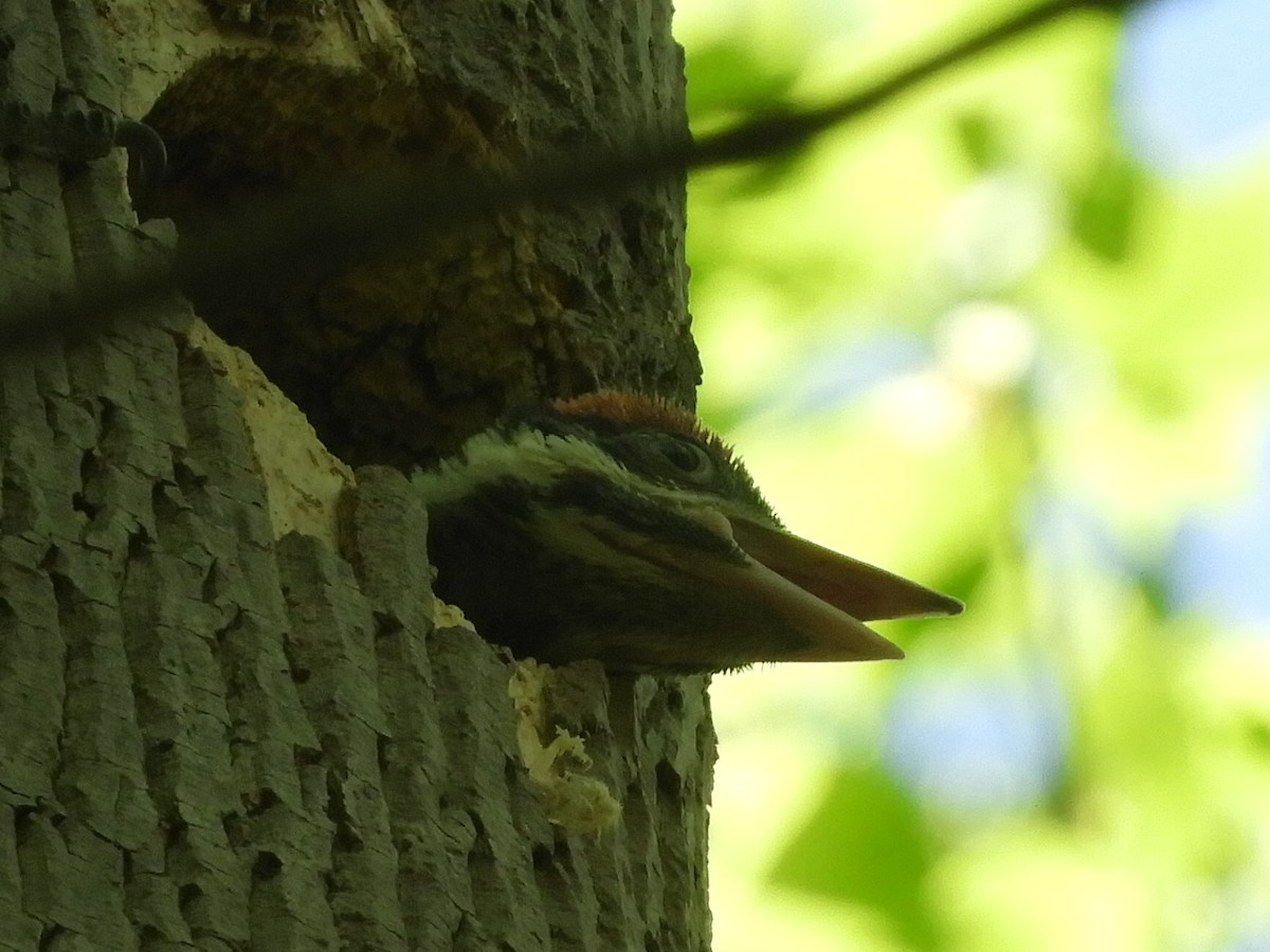 Pileated Woodpecker - ML306805721