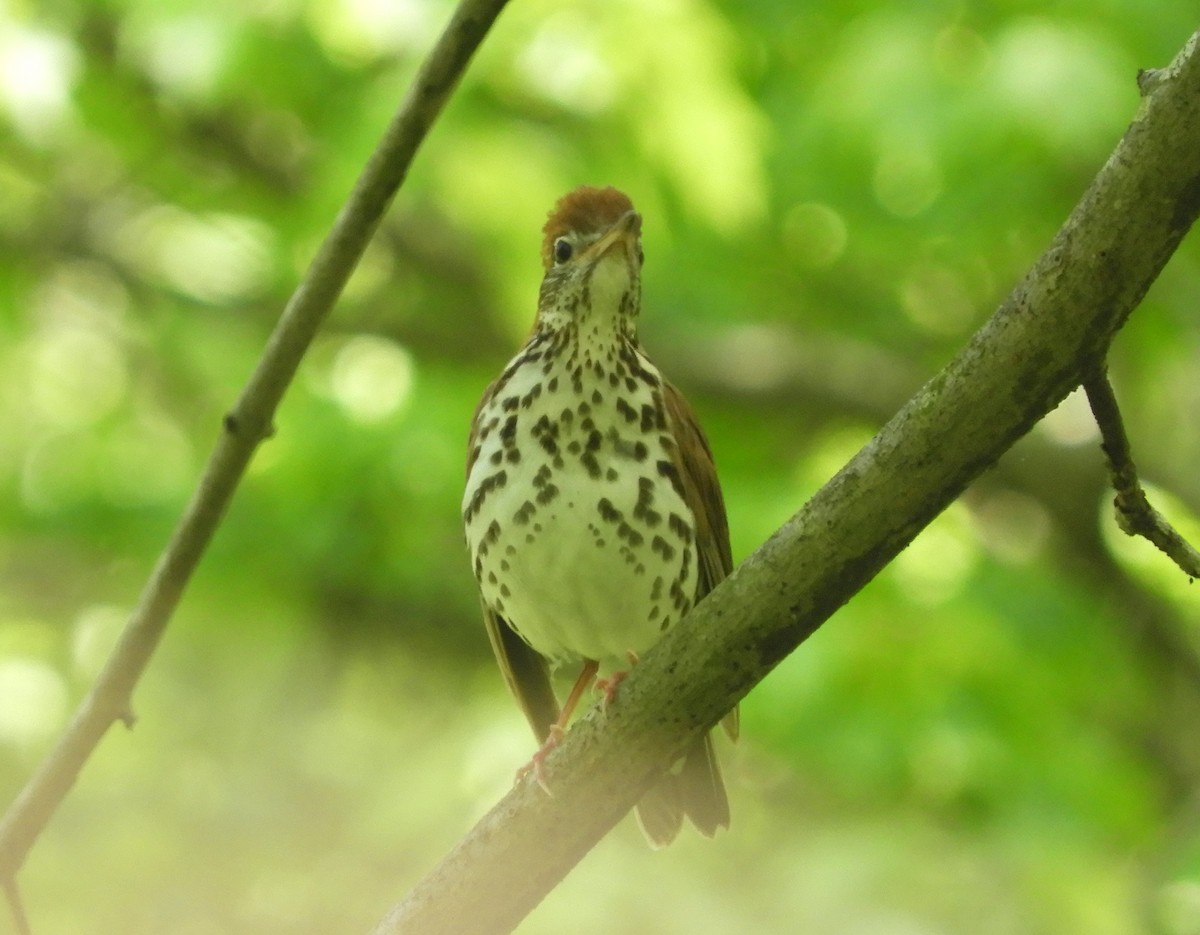 Wood Thrush - ML306805971