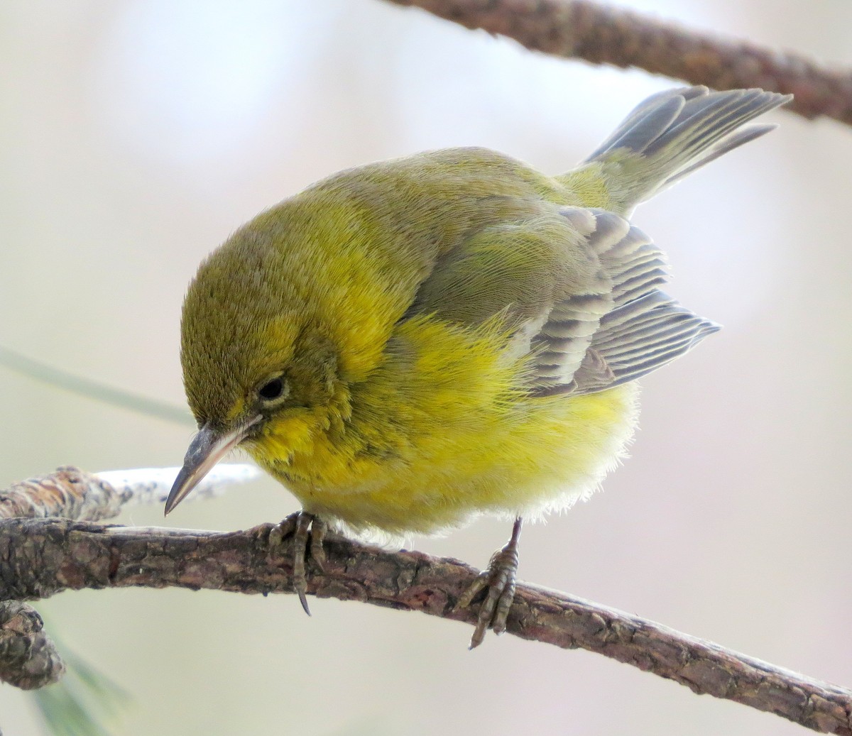 Pine Warbler - shelley seidman