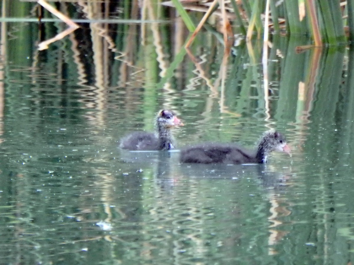 American Coot (Red-shielded) - ML30680771