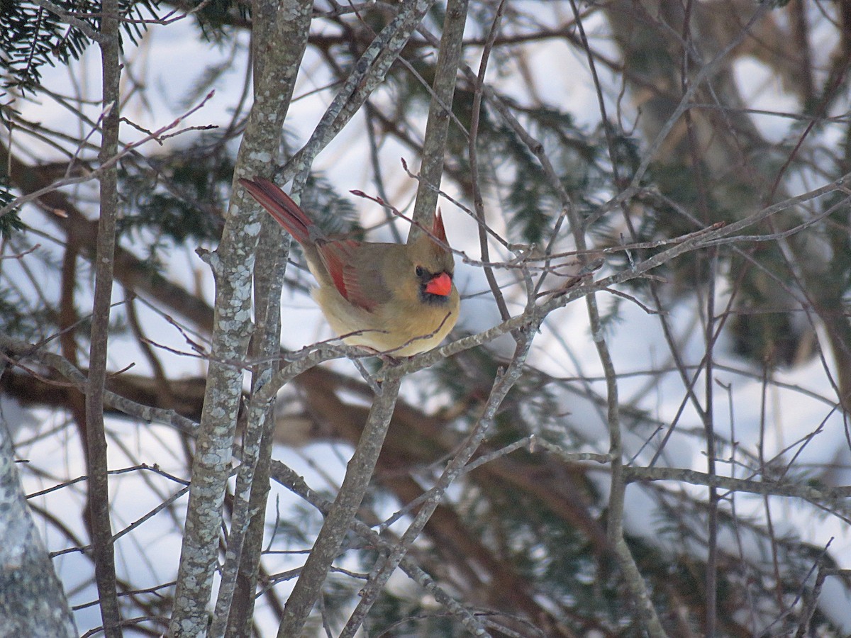 Northern Cardinal - Laurel Amirault