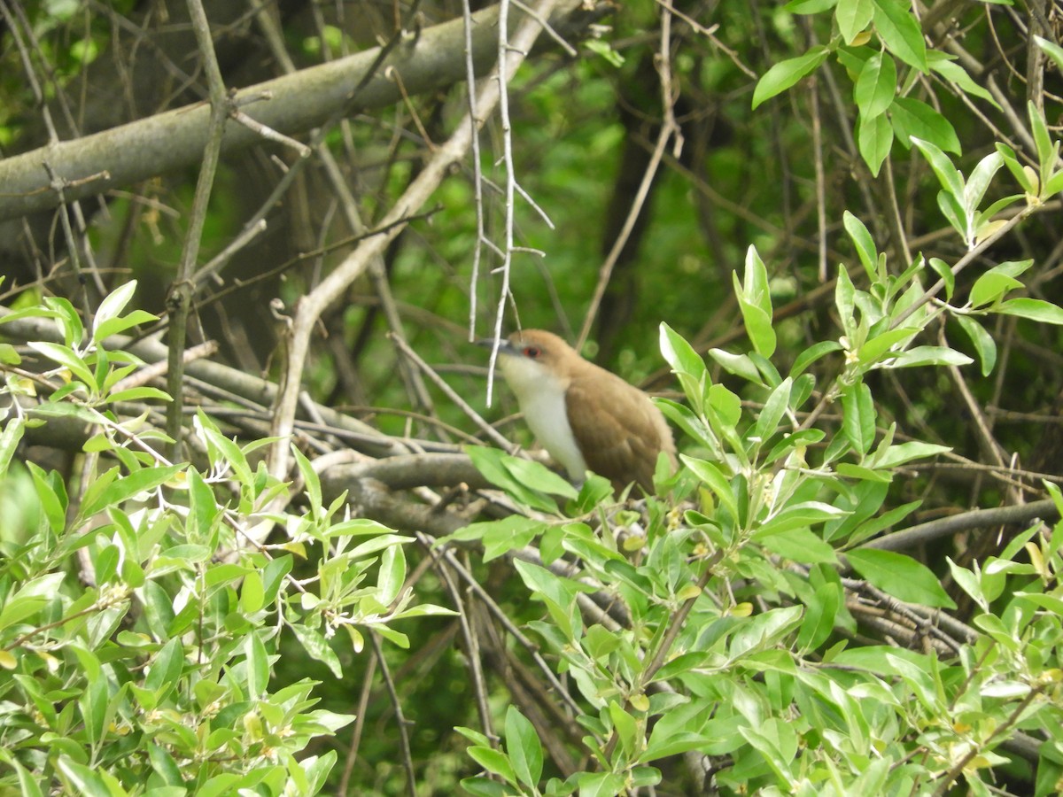 Black-billed Cuckoo - Louise Sianni