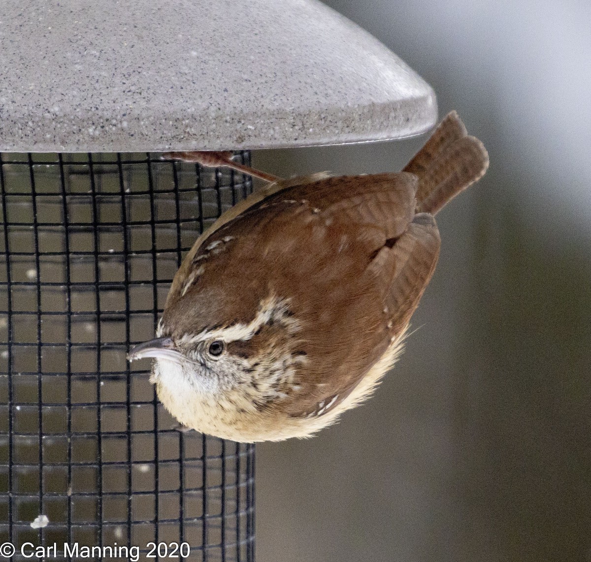 Carolina Wren - ML306808071