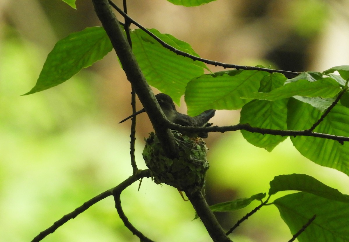 Ruby-throated Hummingbird - ML306808441