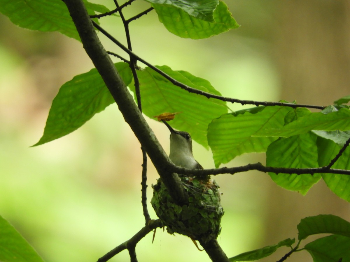 Ruby-throated Hummingbird - Louise Sianni