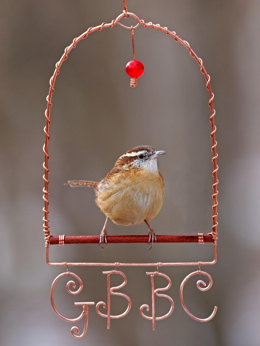 Carolina Wren - ML306810101