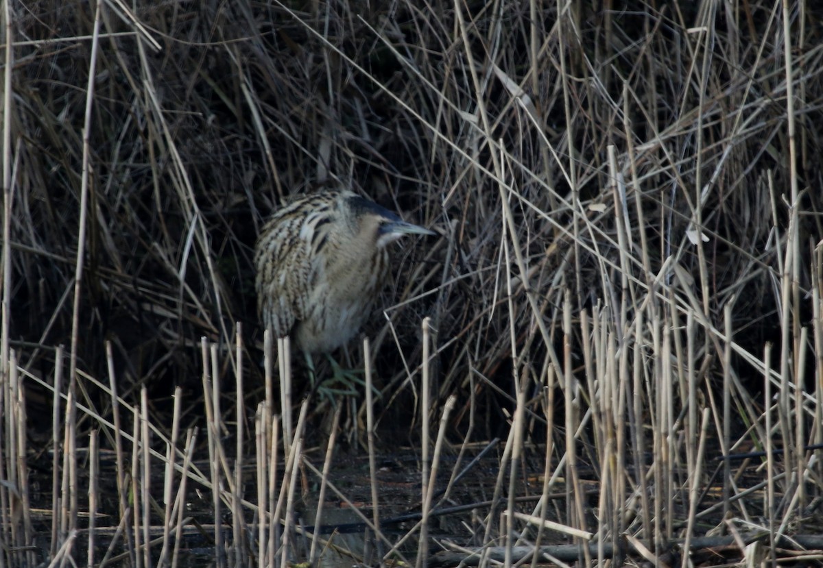 Great Bittern - ML306810121