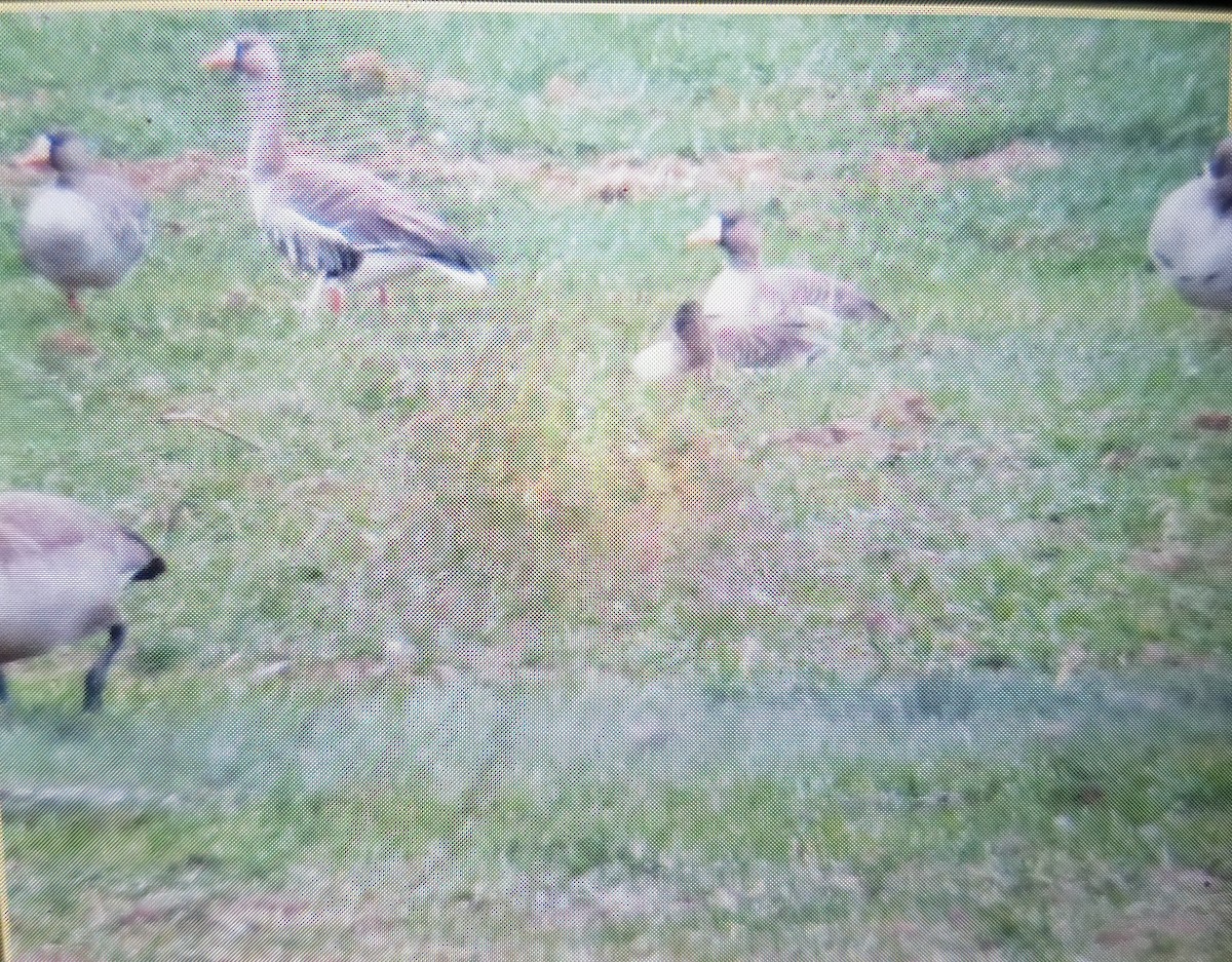 Greater White-fronted Goose - Richard Wilde