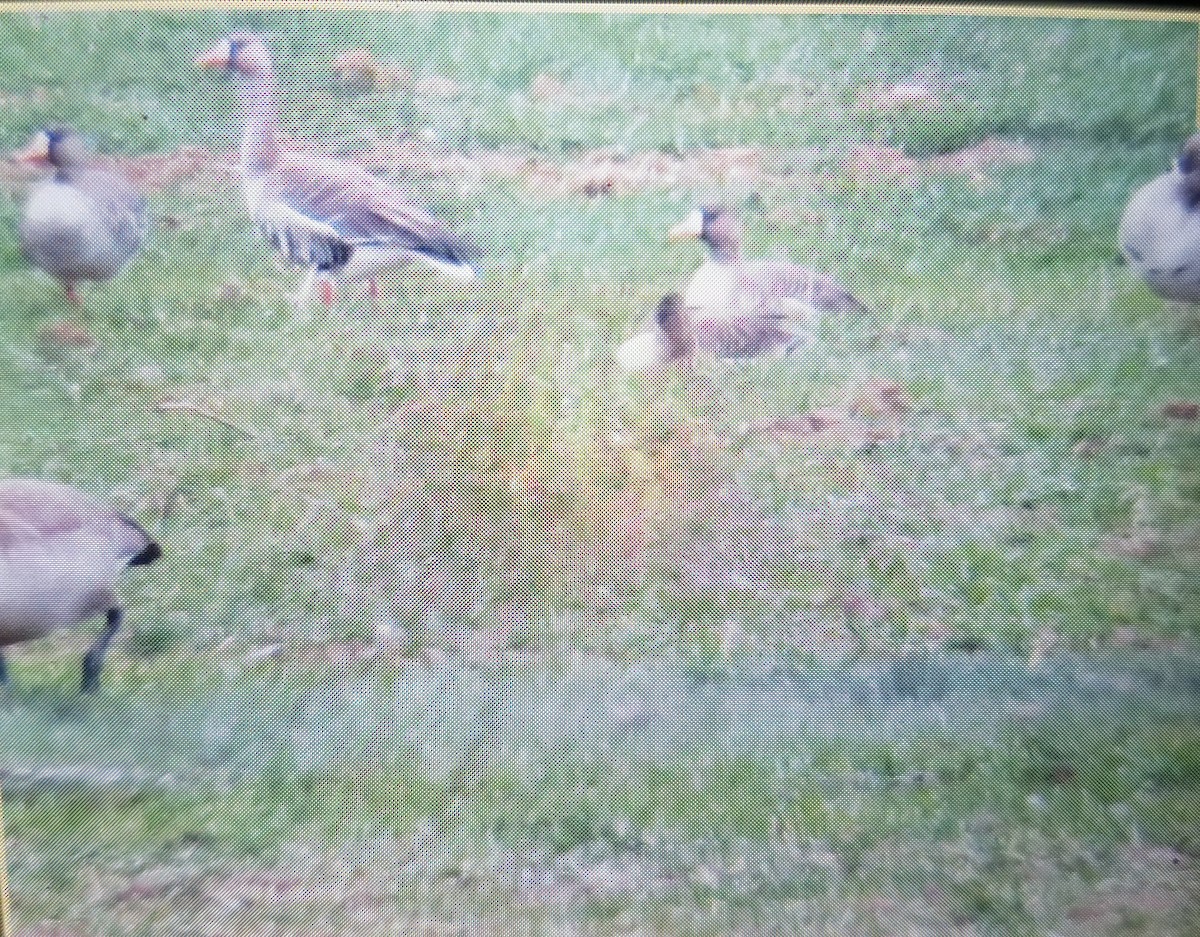 Greater White-fronted Goose - ML306810321