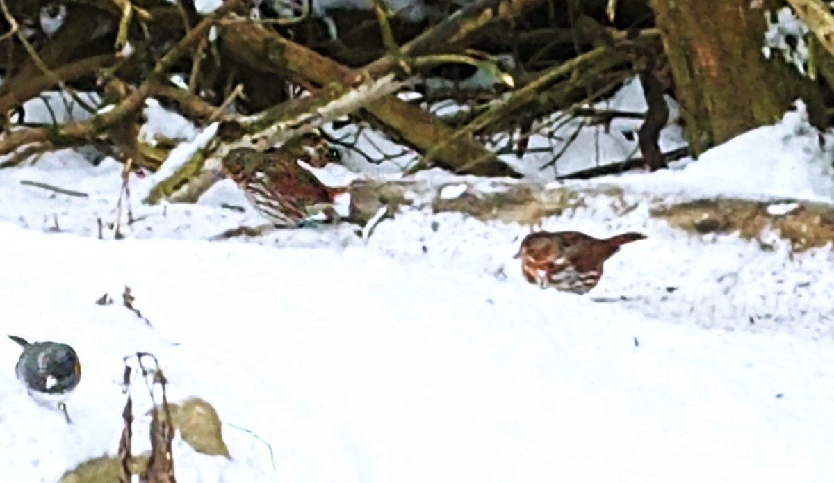 Fox Sparrow - ML306811591