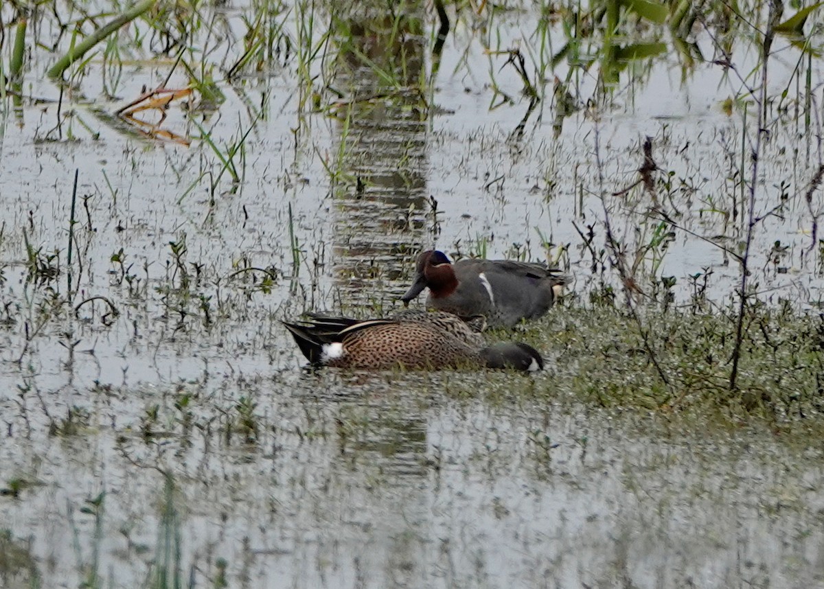 Green-winged Teal - ML306812231