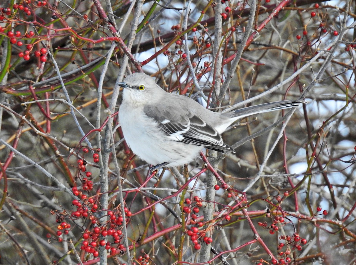 Northern Mockingbird - Lydia Curtis