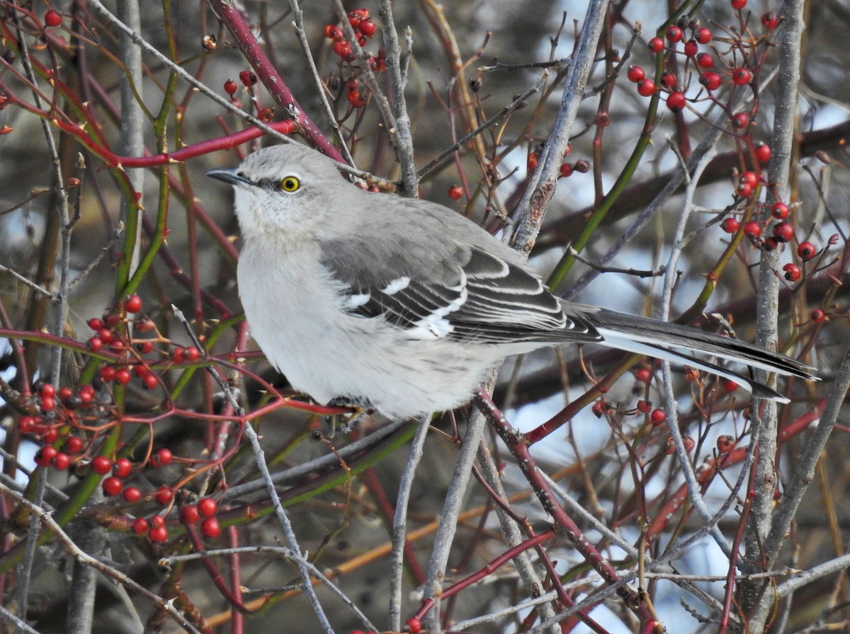 Northern Mockingbird - Lydia Curtis