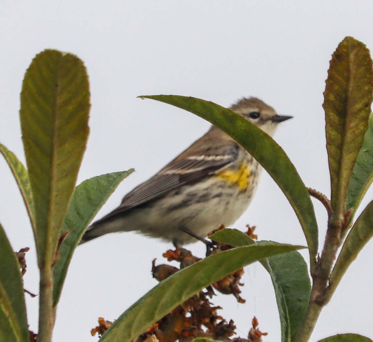 Yellow-rumped Warbler - ML306817681