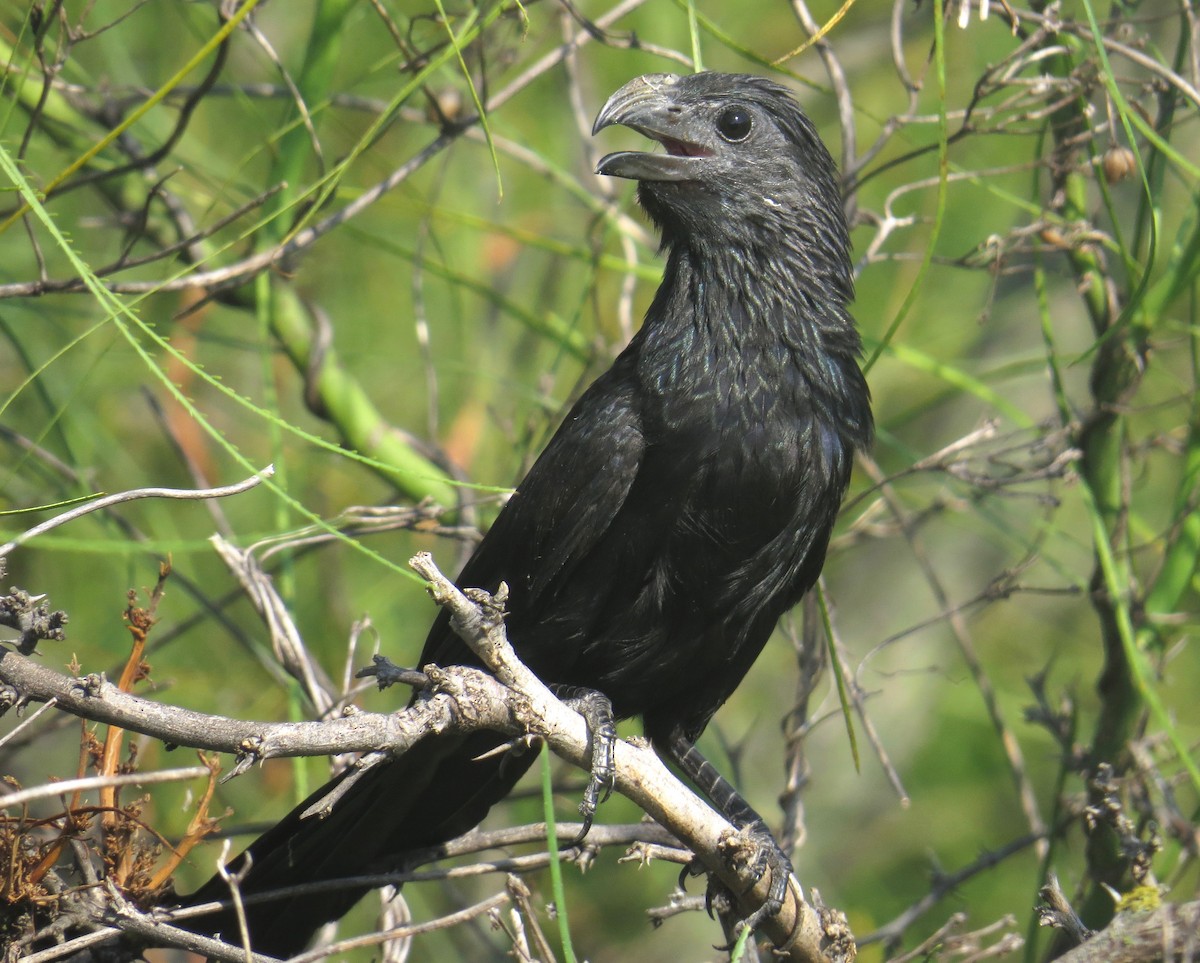 Groove-billed Ani - ML30681801