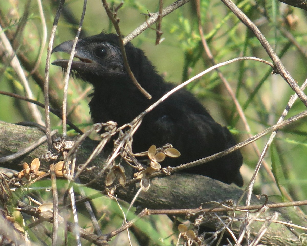 Groove-billed Ani - Gerry Hawkins