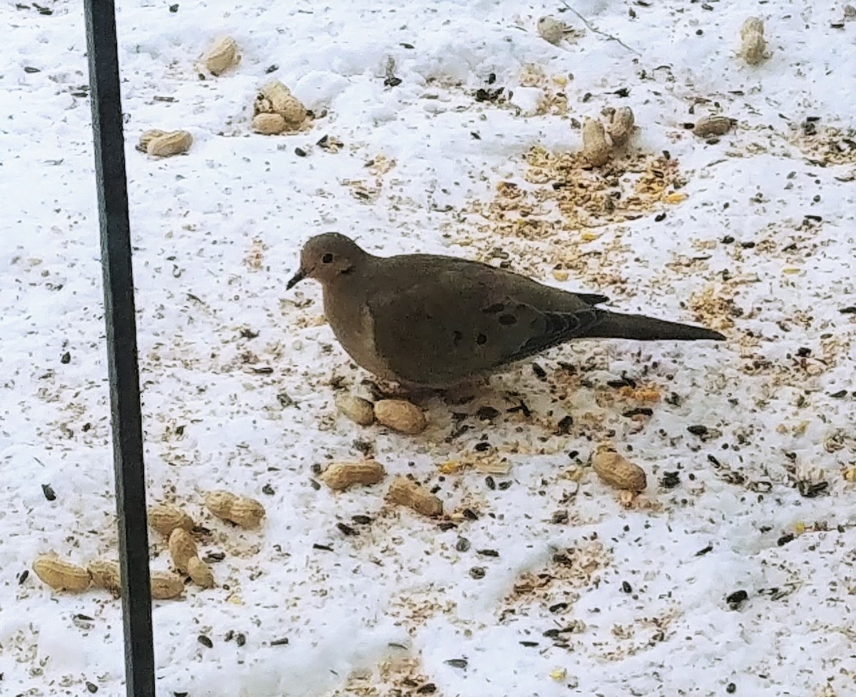 Mourning Dove - ML306818181