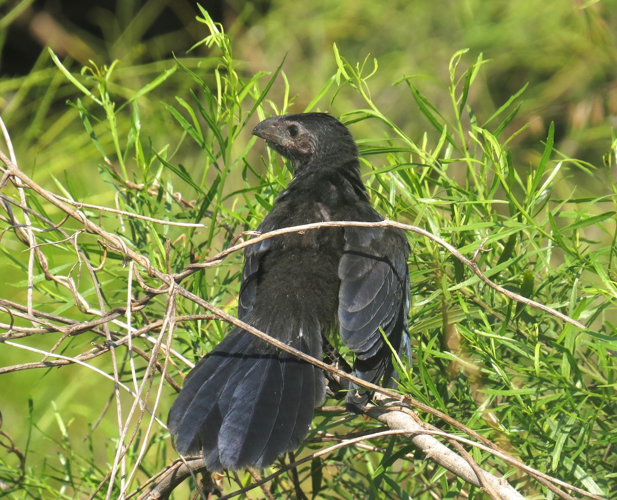 Groove-billed Ani - ML30681861