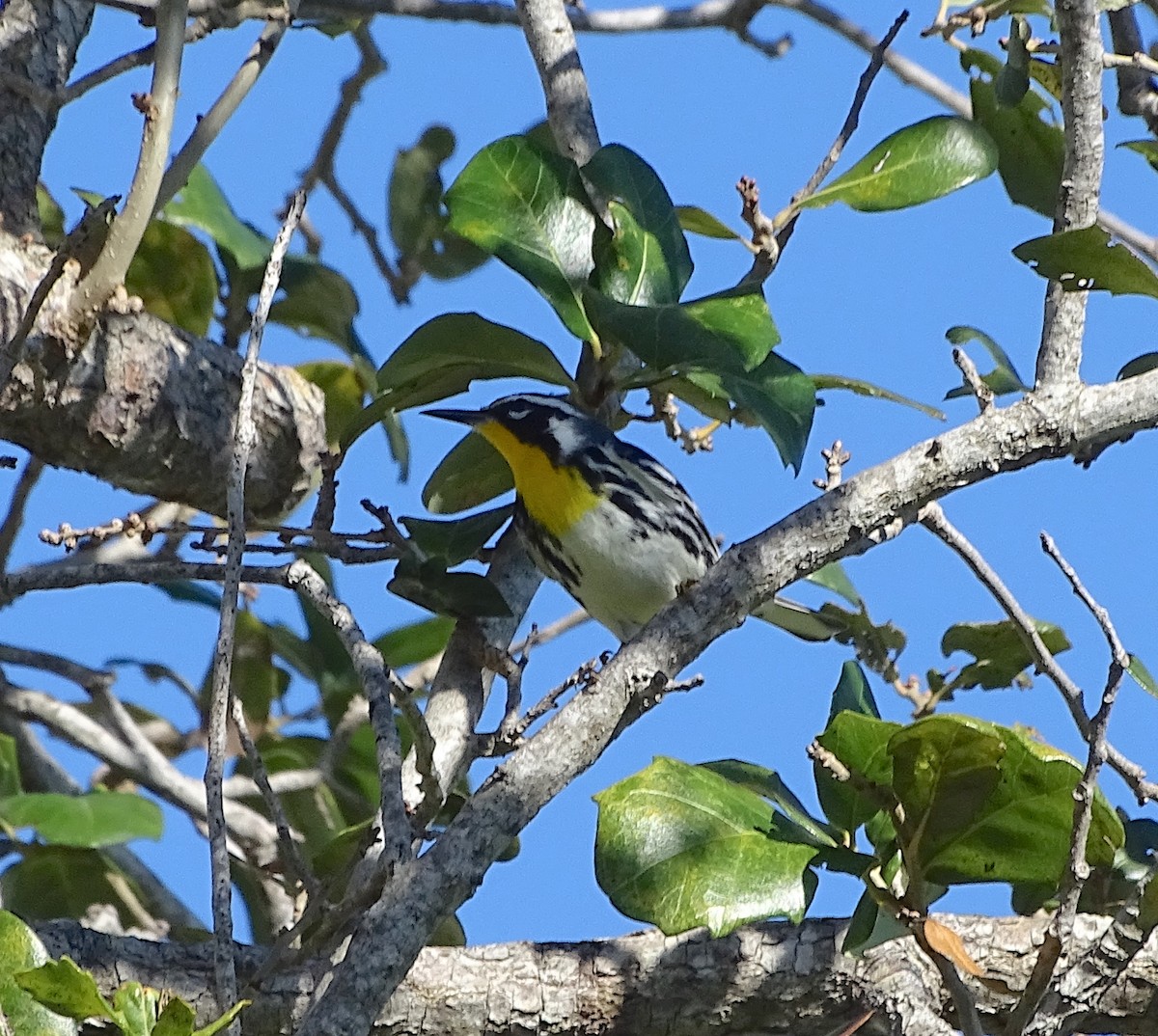 Goldkehl-Waldsänger - ML306820381