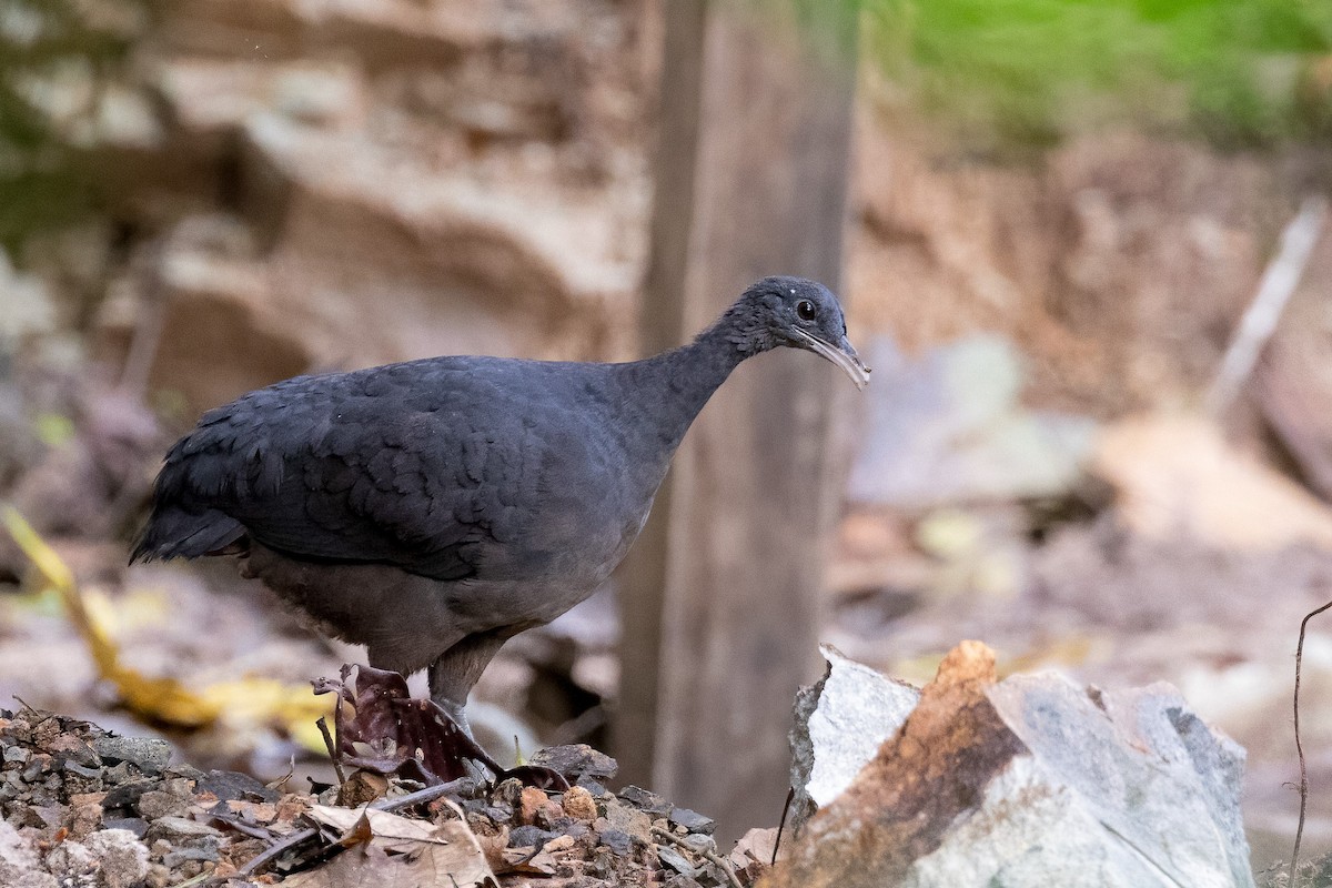 Black Tinamou - ML306820431