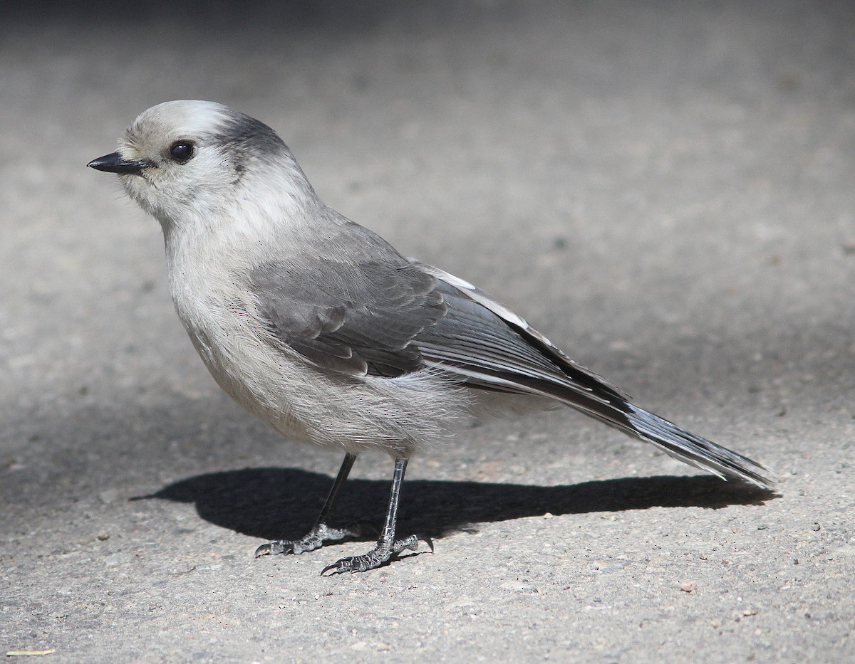 Canada Jay - Randy Pinkston