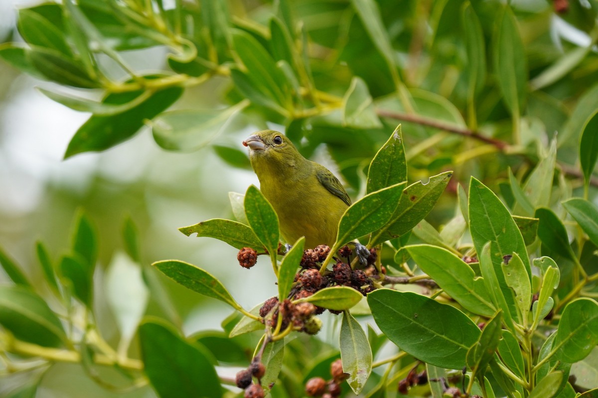 Painted Bunting - ML306822201