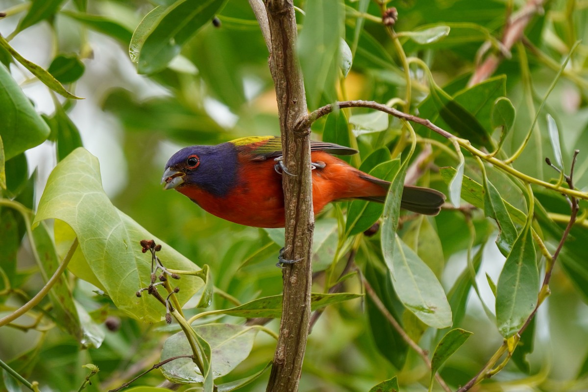 Painted Bunting - ML306822281