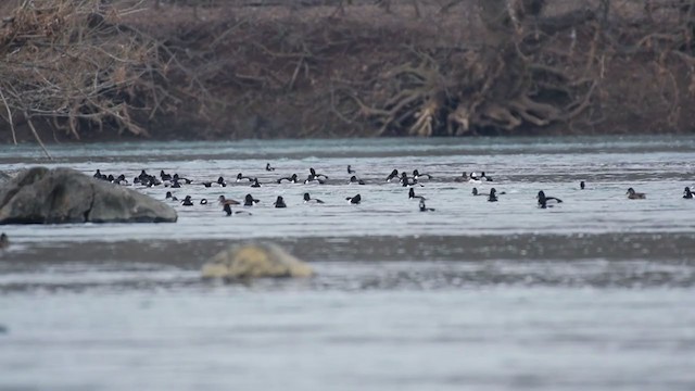 Ring-necked Duck - ML306822431