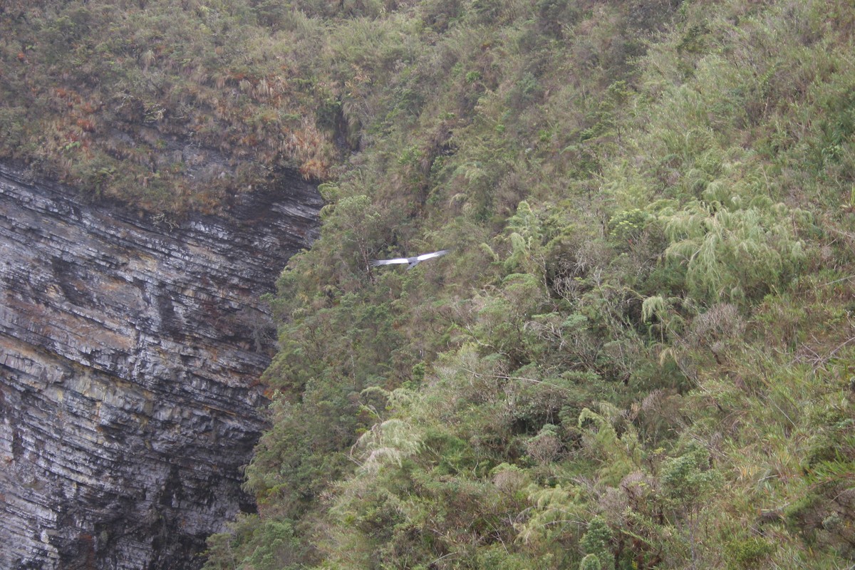 Andean Condor - ML306823411