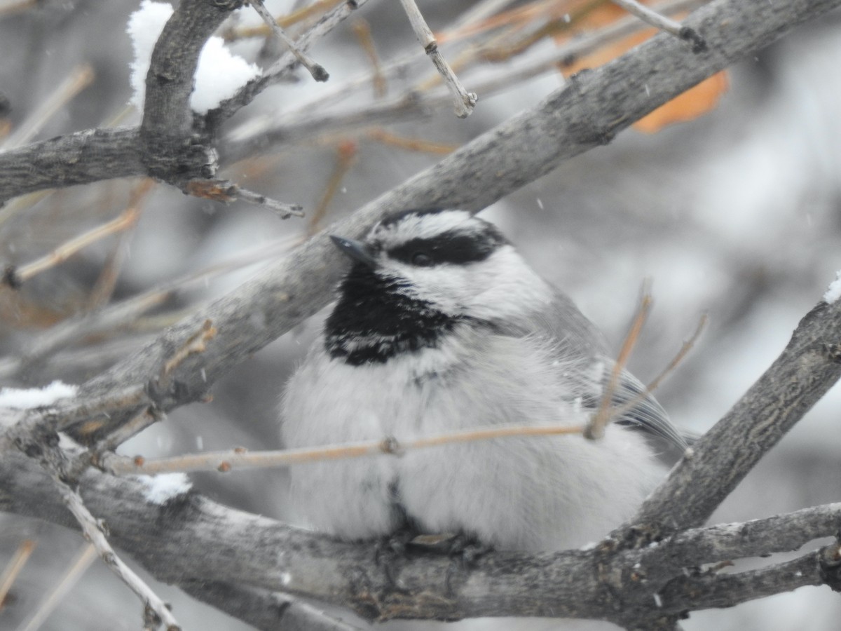 Mountain Chickadee - ML306825351