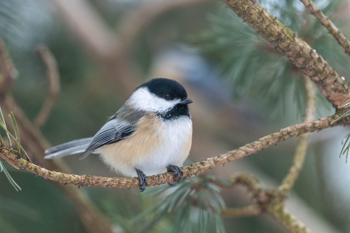 Black-capped Chickadee - ML306825641