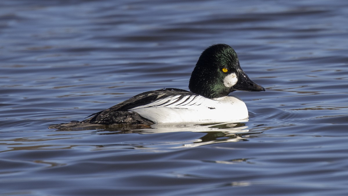 Common Goldeneye - Peter Hawrylyshyn