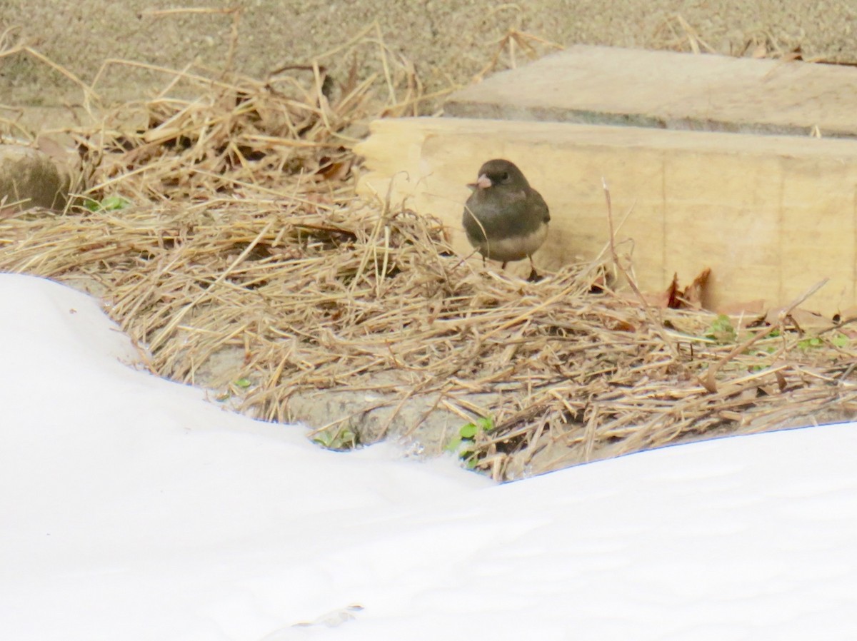 Dark-eyed Junco - ML306830611