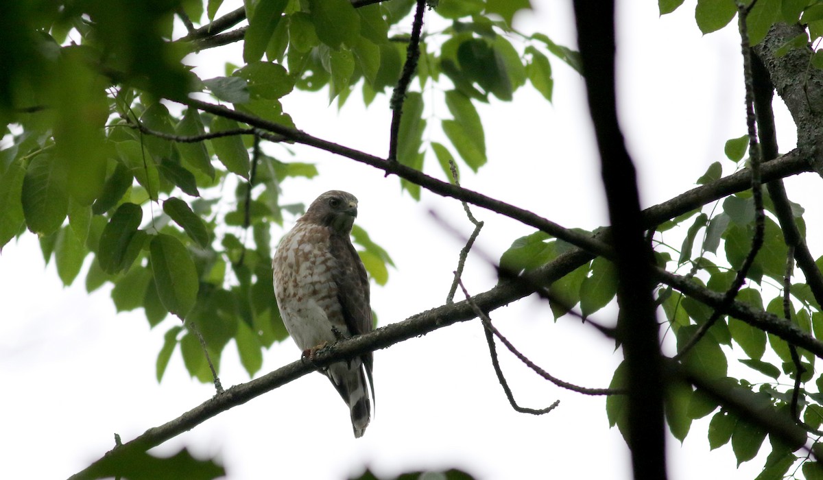 Broad-winged Hawk - ML30683071