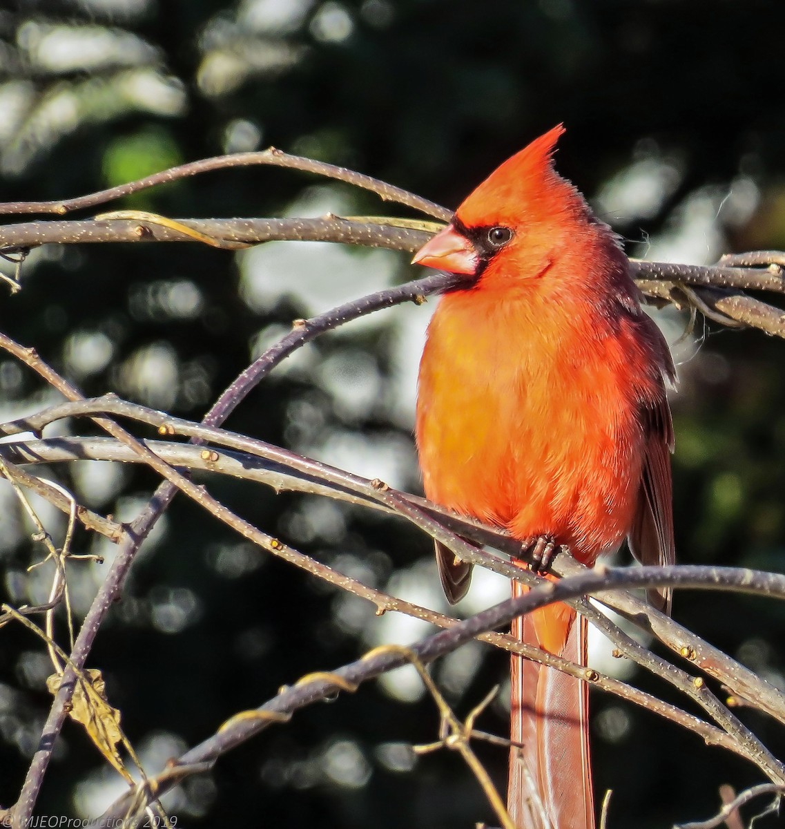 Northern Cardinal - ML306831121