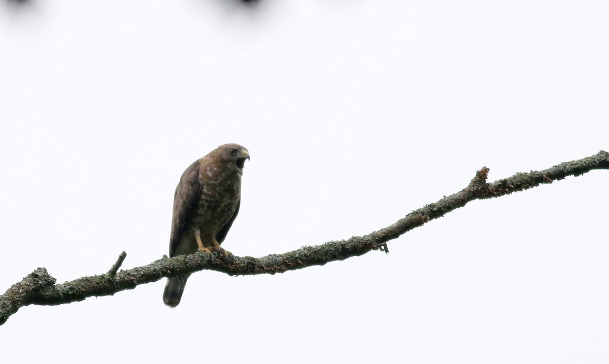 Broad-winged Hawk - Jay McGowan