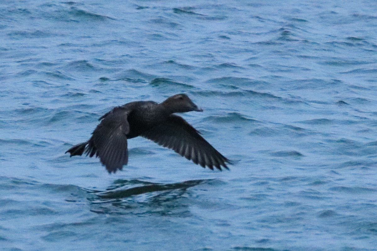 Common Eider - ML306831271